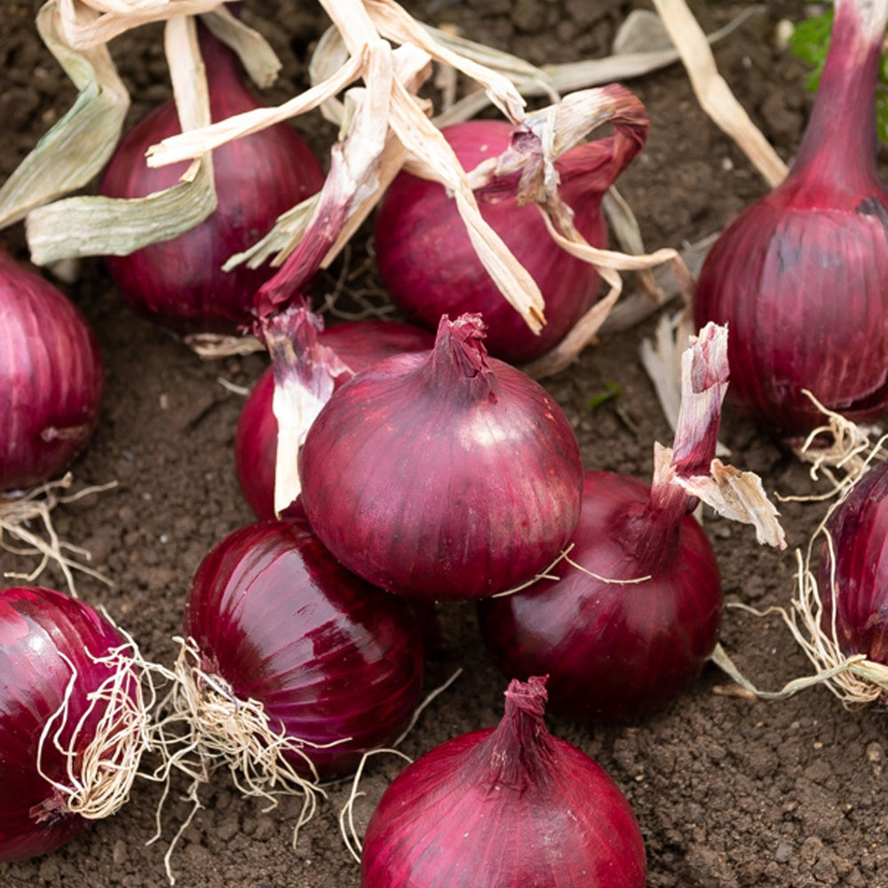 Rode ui 'Red Baron'- BIO - Allium cepa red baron - Bakker