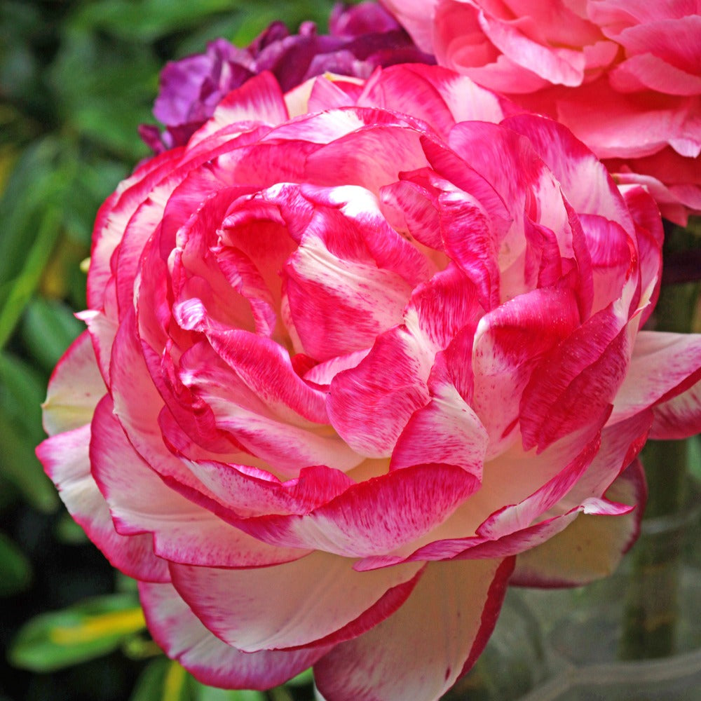 Ranonkel 'Picotee Pink' (x12) - Ranunculus picotee pink - Bakker
