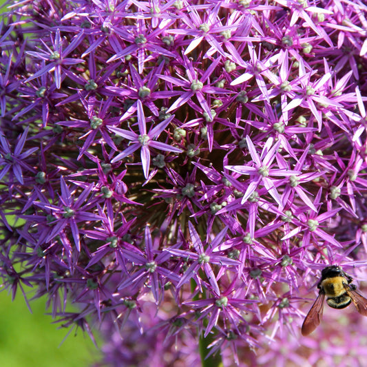 Allium Christophii (x10) - Bakker