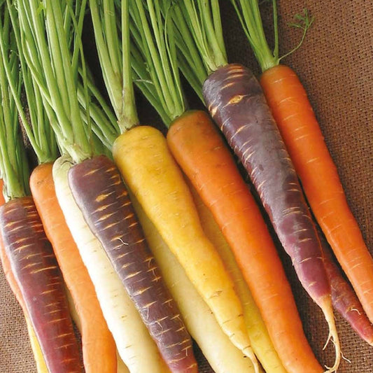 Wortel Mix 'Harlekin F1' - Bakker