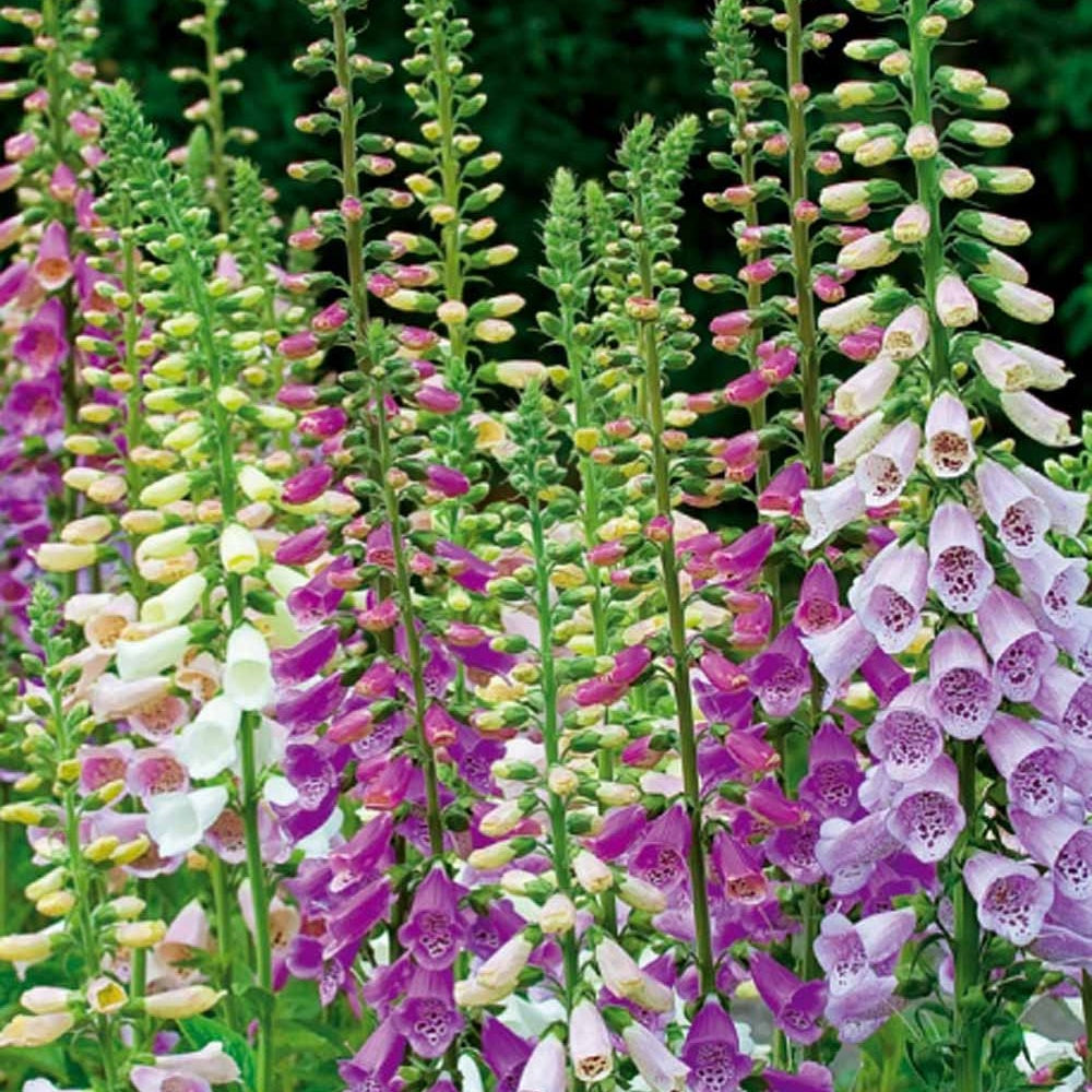 Zaden Vingerhoedskruid Mix 'Excelsior' Digitalis purpurea
