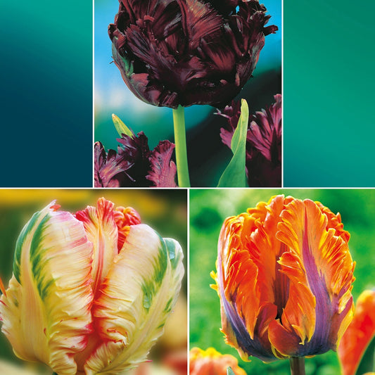 Parkiet Tulpen collectie: 'Princes Irene'  + 'Black Parrot' + 'Apricot Parrot' (x24) - Bakker