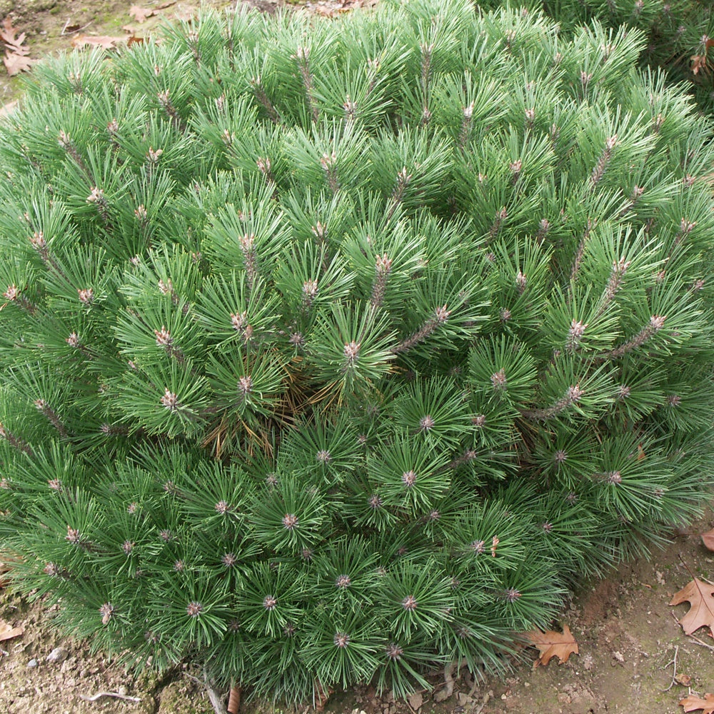 Zwarte den 'Pierrick Brégeon' - Pinus nigra Pierrick Brégeon - Bakker