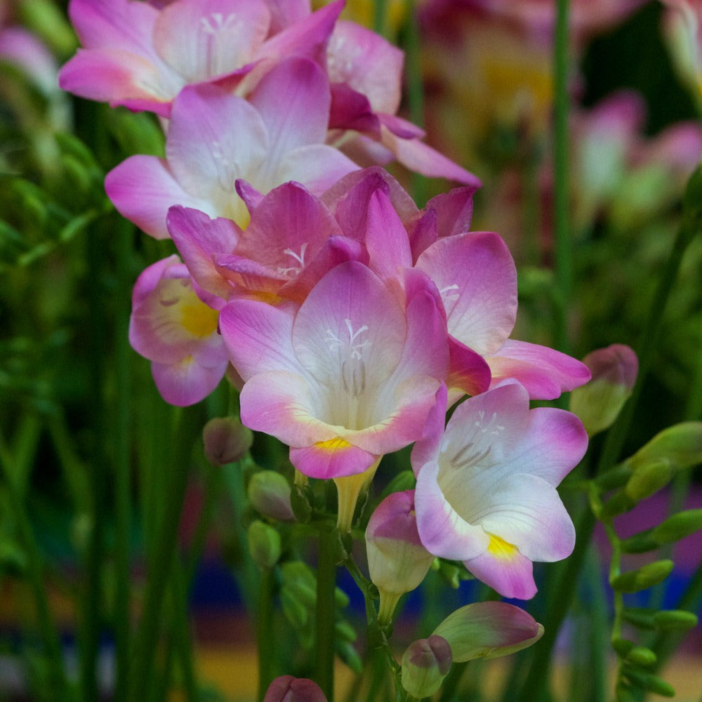 Enkele Roze Freesia - Bakker