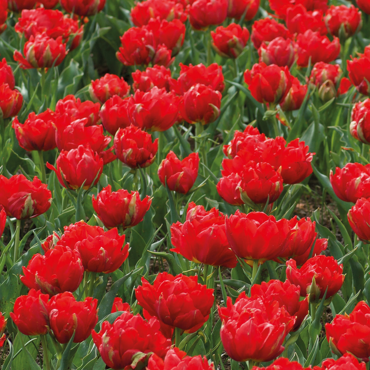 Dubbele rode Tulpen - Abba (x7) - Bakker