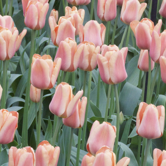Tulpen Triomphe Apricot Foxx - Bakker