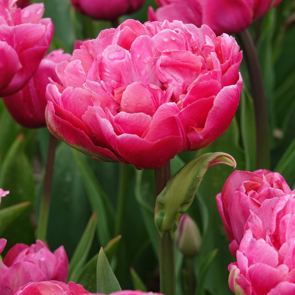 Dubbele tulpen Amazing Grace - Tulipa 'amazing grace' - Bakker
