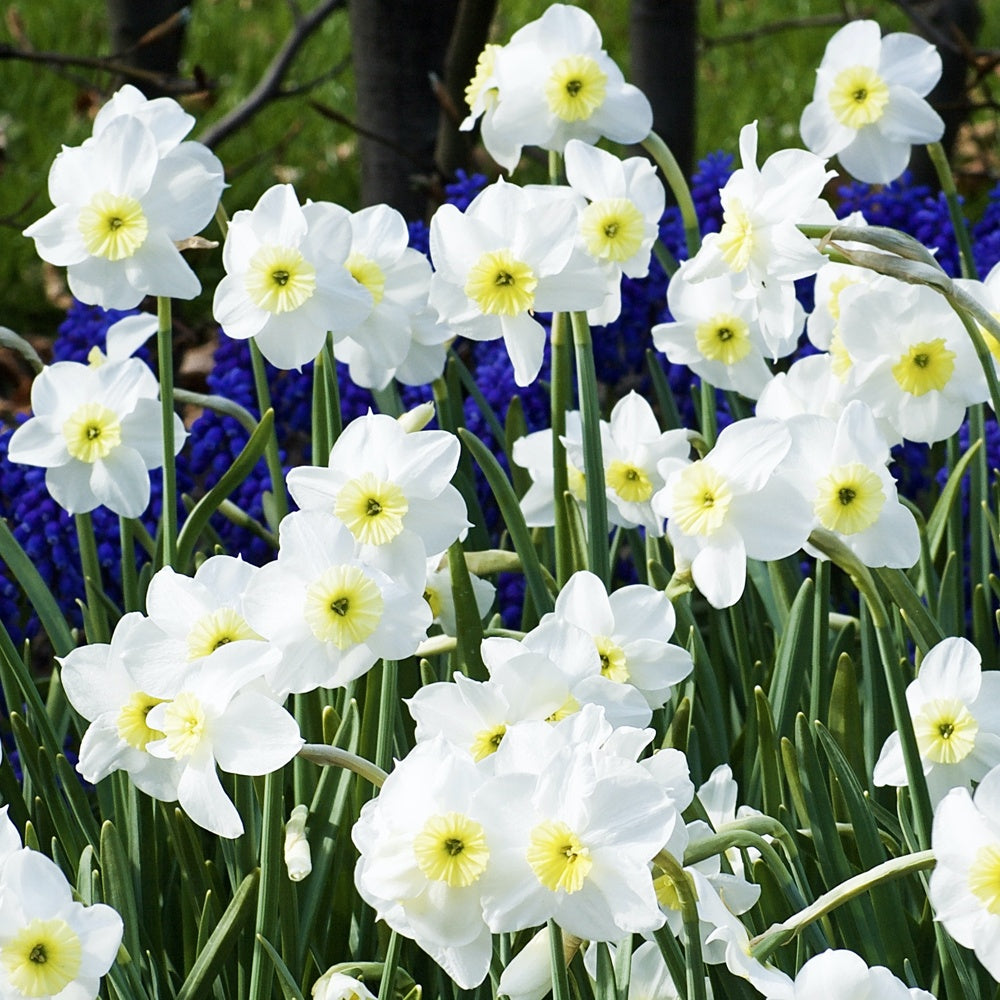 Narcissen Segovia (x10) - Bakker