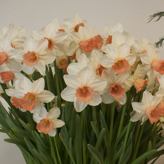 Narcissen Iwona (x5 - Bakker