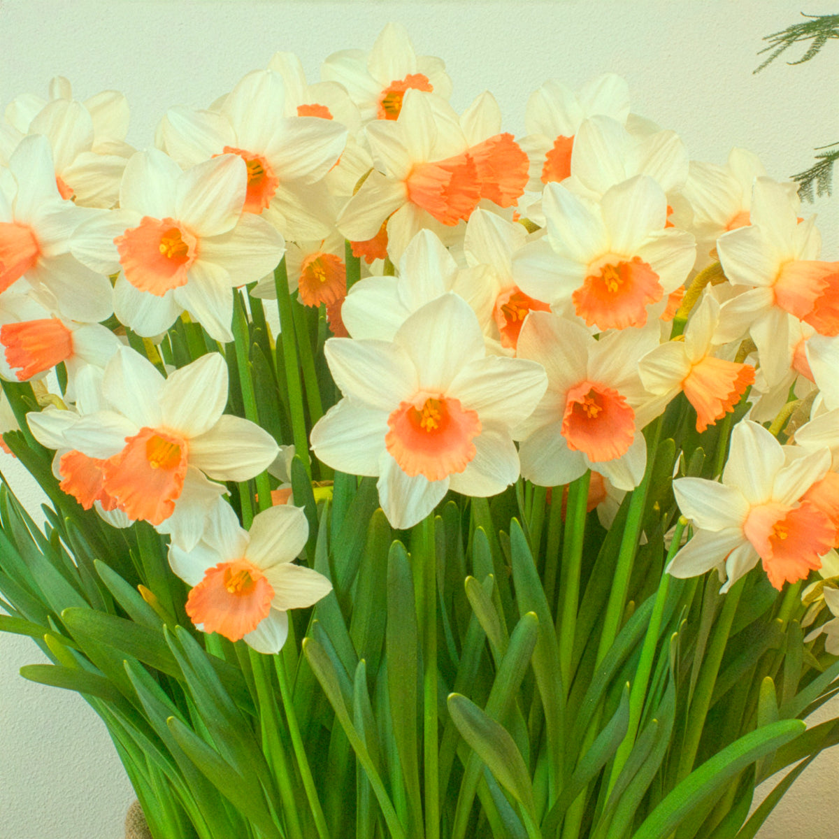 Narcissen Iwona (x5 - Narcissus cyclamineus Iwona - Bakker