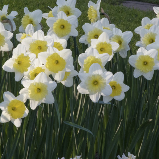 Narcissen met grote kroon Ice follies (x5) - Bakker