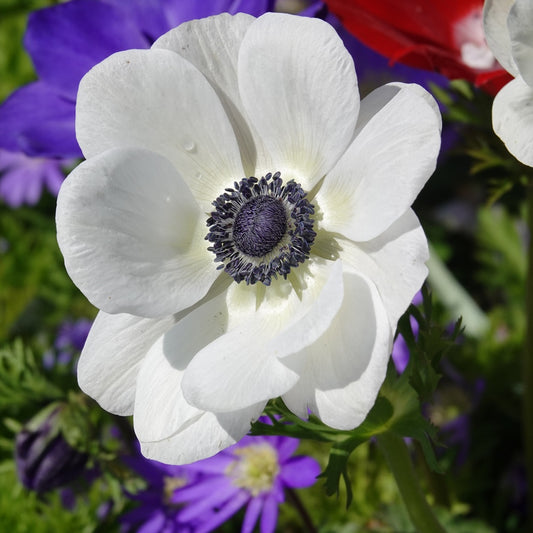 Anemonen coronaria The Bride - Bakker