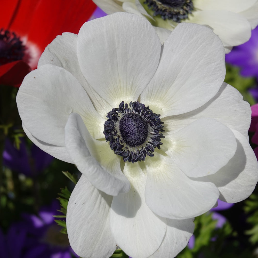 Anemonen coronaria The Bride - Anemone coronaria 'the bride' - Bakker