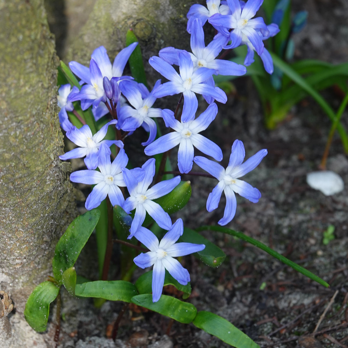 Sneeuwglorie 'Forbesii' - Chionodoxa 'forbesii' - Bakker