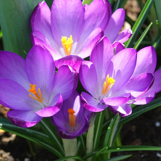 Hybride Crocussen Ruby Giant - Crocus 'ruby giant' - Bloembollen