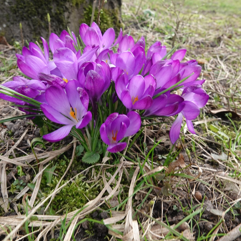 Hybride Crocussen Ruby Giant - Crocus 'ruby giant' - Bakker