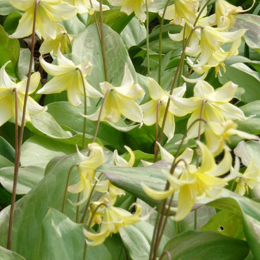 Pagode erythronium - Bakker
