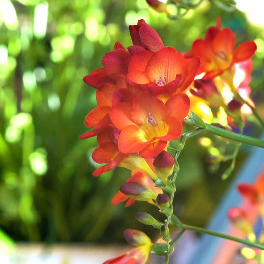 Enkele Rode Freesia - Freesia 'red' - Bloembollen