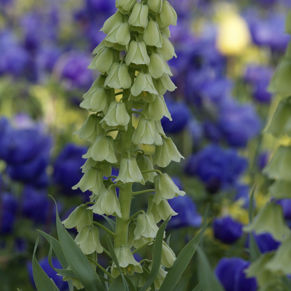 Perzische Fritillaria Ivory Bells - Bakker