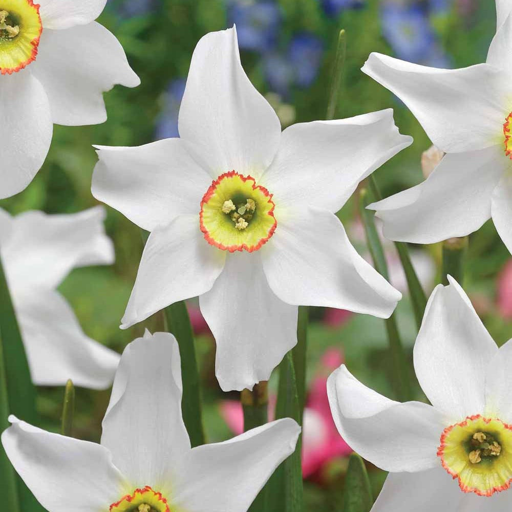 Dichtersnarcis (x10) - Narcissus poeticus Recurvus - Bakker