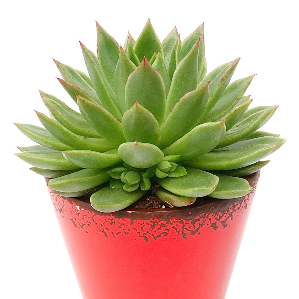 Verkoop Echeveria - Echeveria agavoides