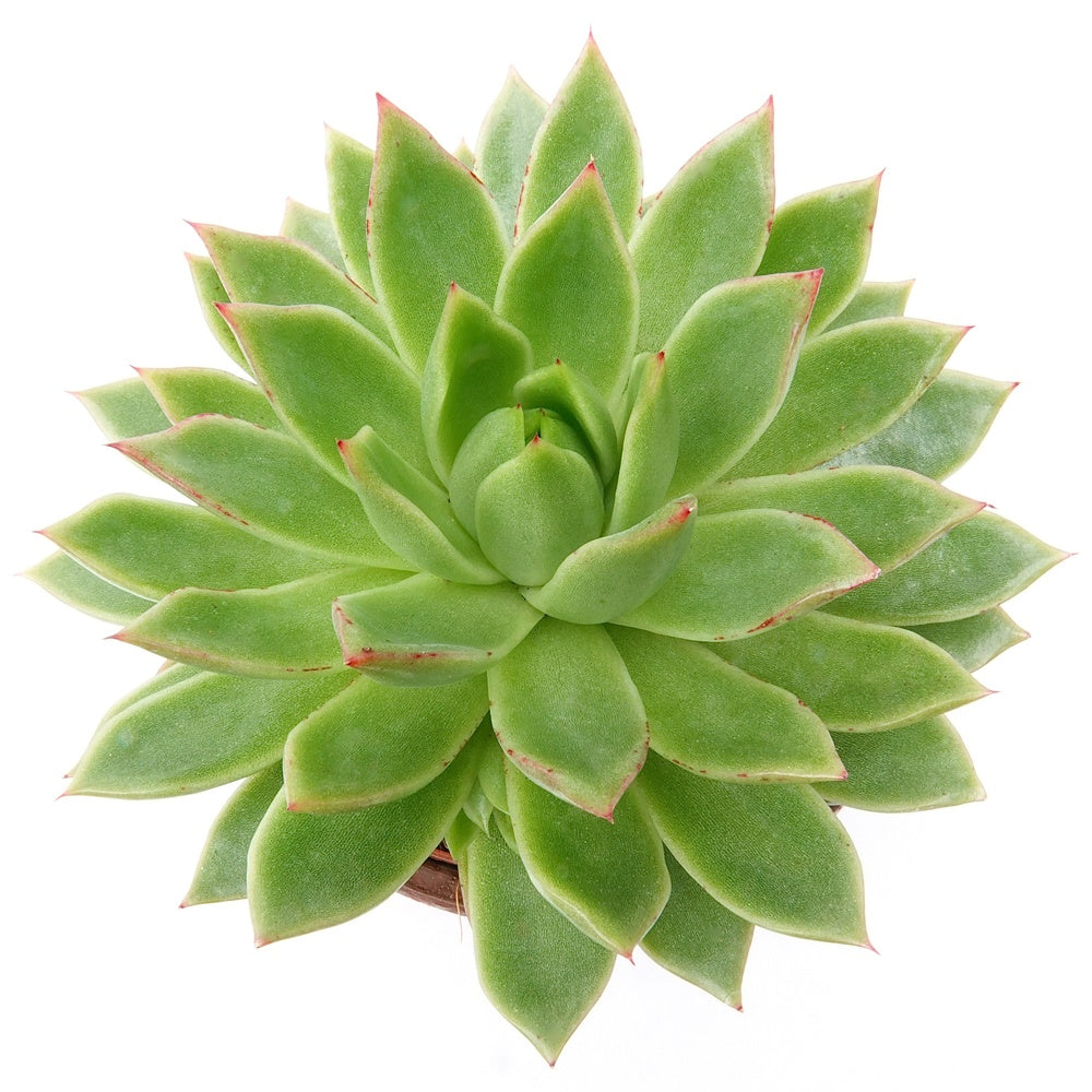 Verkoop Echeveria