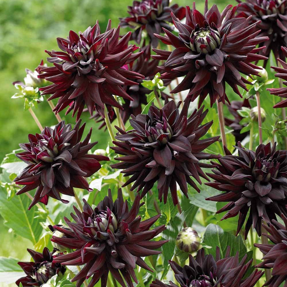 Dahlia 'Tamburo' (x3) - Dahlia tamburo - Bakker