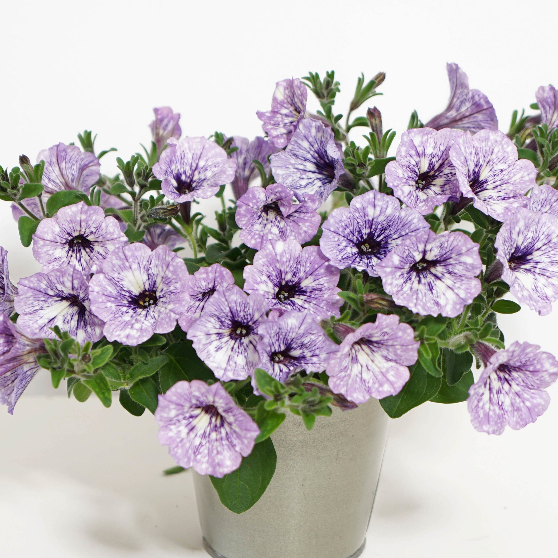 Petunia 'Lavender Sky' (x3) - Bakker