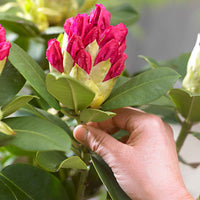 Rhododendron Germania roze - Winterhard - Plantsoort