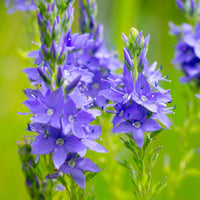 Lange ereprijs Veronica longifolia - biologisch blauw - Winterhard - Plant eigenschap