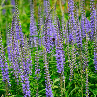 Lange ereprijs Veronica longifolia - biologisch blauw - Winterhard - Biologische tuinplanten