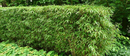 Bamboe Fargesia