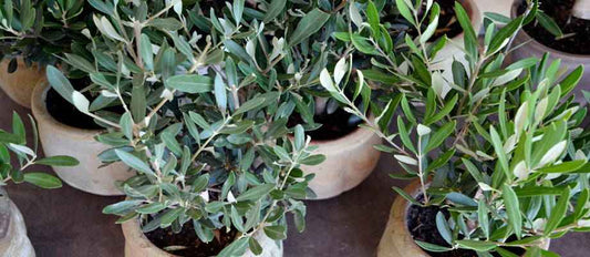 Mediterrane versiering voor de tuin: de olijfboom