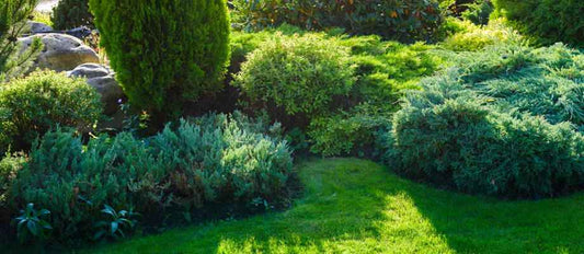 De groene basis van je tuin