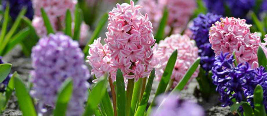 De hyacint: lieflijke bloemen voor de lente