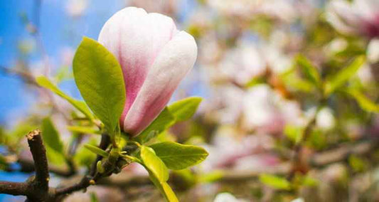 Snoeien de Magnolia (Beverboom)