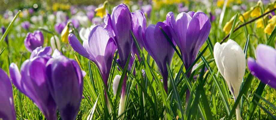 Voorjaarskoorts start met de krokus