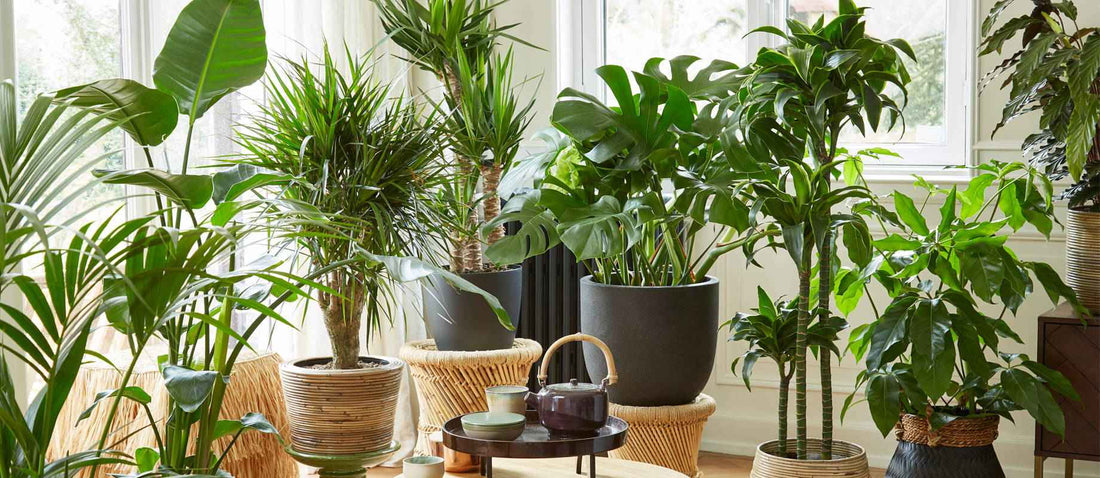 Dit zijn de mooiste grote kamerplanten