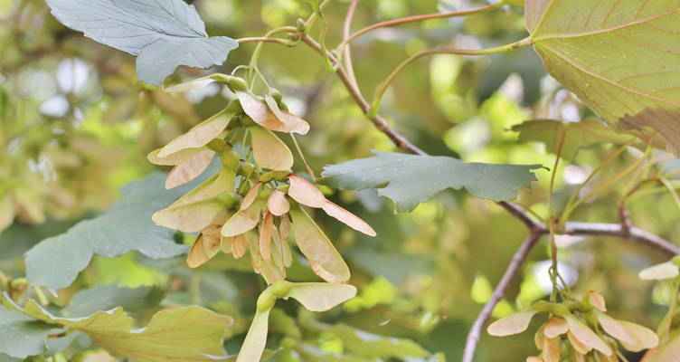 Snoeien de gewone esdoorn (Acer pseudoplatanus)