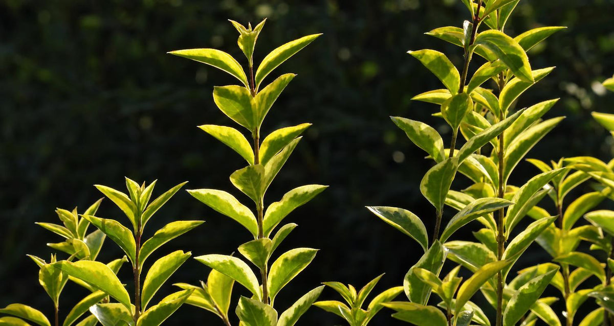 Snoeien de liguster (Ligustrum)