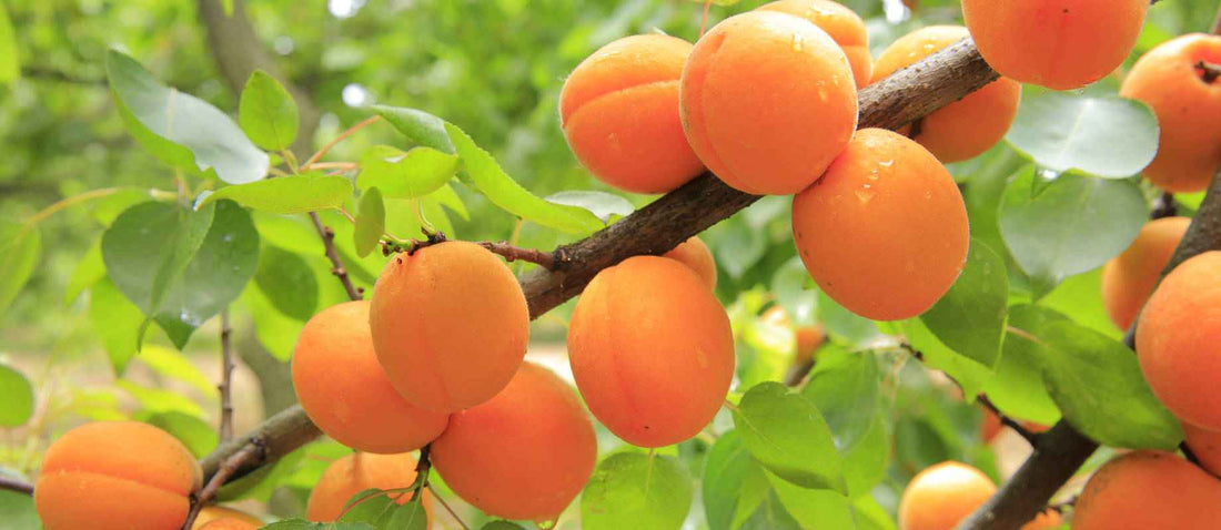 Snoeien de abrikoos (Prunus Armeniaca)