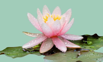 Ontdekking van de Witte Waterlelie