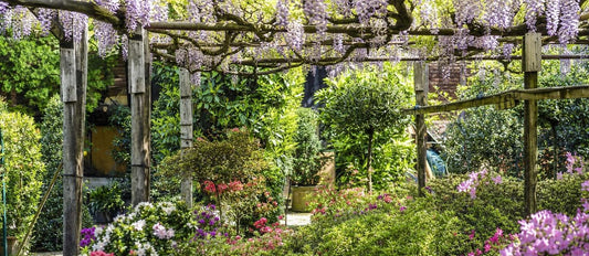 De 7 populairste klimplanten