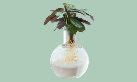 Top 5 Planten Ideeal voor Hydroponie