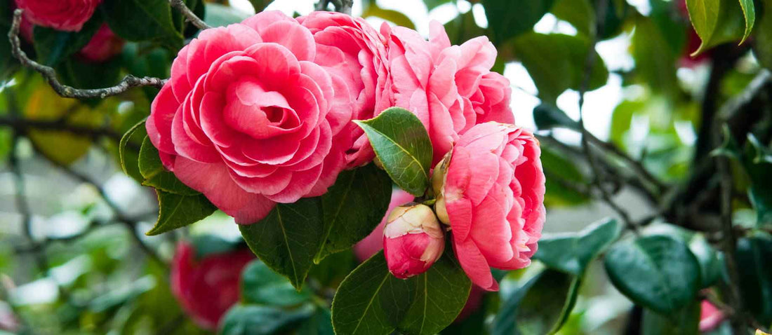 De Camellia japonica: planten en verzorgen tips