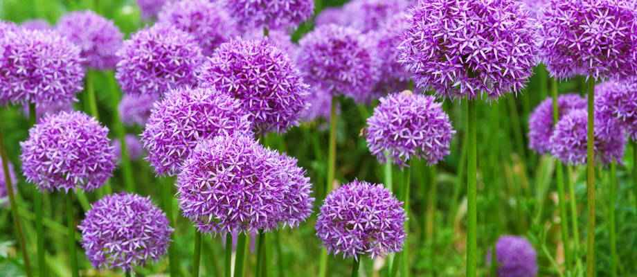 Allium: de perfecte bloembol voor lente en zomer