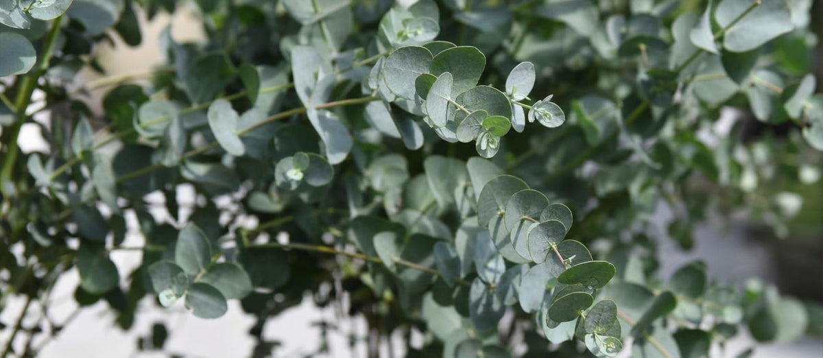 Snoeien de Eucalyptus (Eucalyptus gunni)