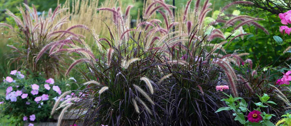 Siergrassen bepalen de sfeer van jouw tuin