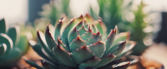 Gids voor buiten succulente planten