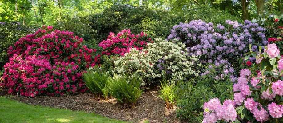 Snoeien de Rhododendron